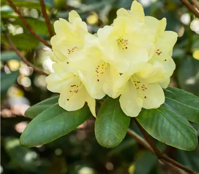 Rhododendron Hybr.'Goldinetta' -R-