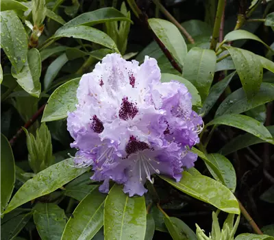 Rhododendron Hybr.'Pinguin'