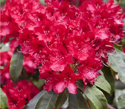 Rhododendron Hybr.'Red Jack'