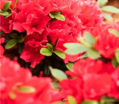 Rhododendron obt.'Majas Rubin' -R-