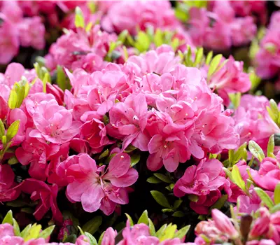 Rhododendron obt.'Pink Jane' -R-