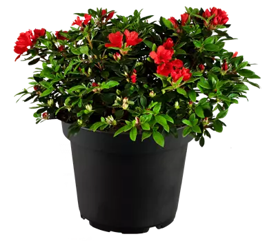 Rhododendron obt.'Sandy Fire' -R-