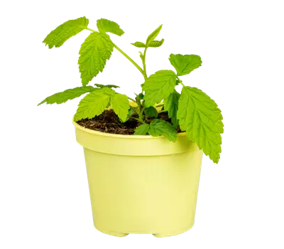 Rubus idaeus "Little Sweet Sister"