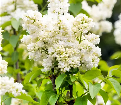 Syringa vulg.'Souv.Alice Harding'