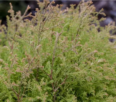 Thuja occ. "Fire Chief" BUXERSATZPFLANZE