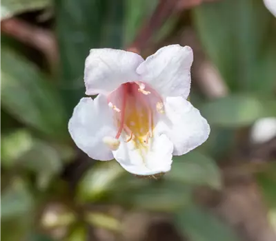 Weigela florida "Vintage Love"