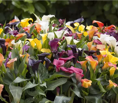 Zantedeschia Hybriden