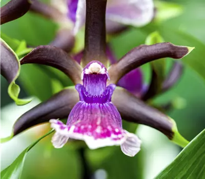 Zygopetalum Hybride
