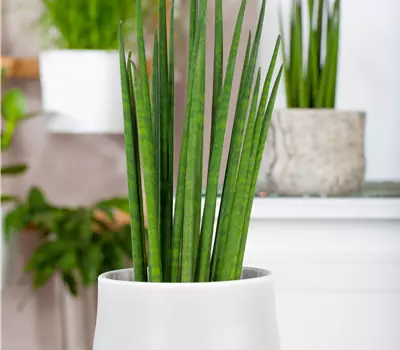 Sansevieria cylindrica 'Fernwood Mikado'