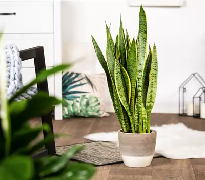 Sansevieria trifasciata 'Futura Superba'