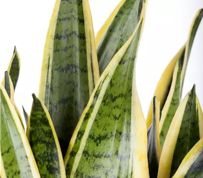 Sansevieria trifasciata 'Laurentii'