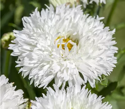 Leucanthemum maximum