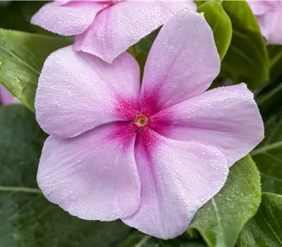 Catharanthus roseus