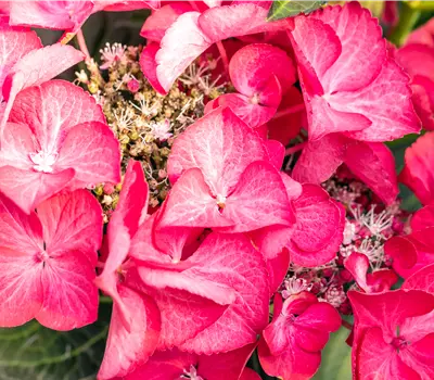 Hydrangea m. 'Dark Angel' -R-