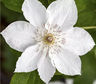 Clematis 'Forever Friends'