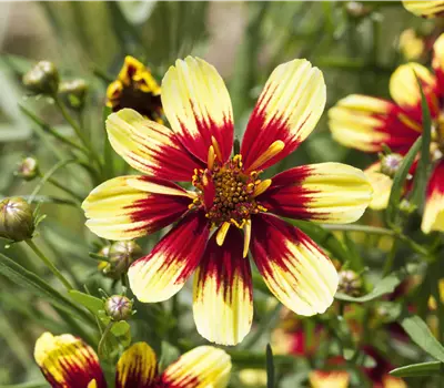 Coreopsis verticillata in Sorten