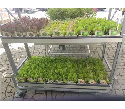 Salat-Setzlinge 'Geschmacksache'
