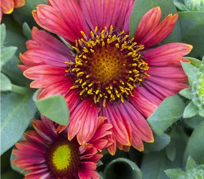 Gaillardia aristata