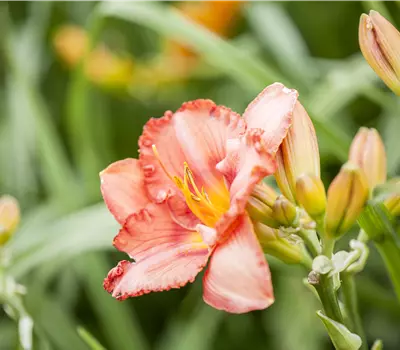 Hemerocallis i.S.