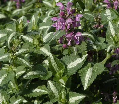 Lamium maculatum 'Roseum'