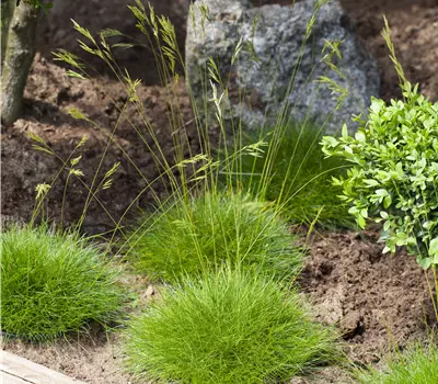 Festuca gautieri 'Pic Carlit'