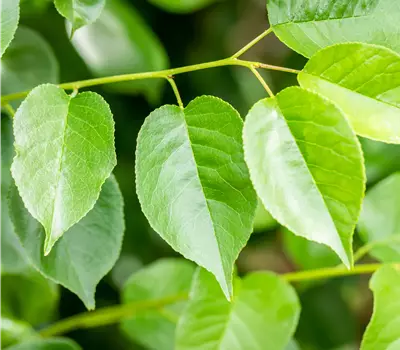 Prunus mahaleb