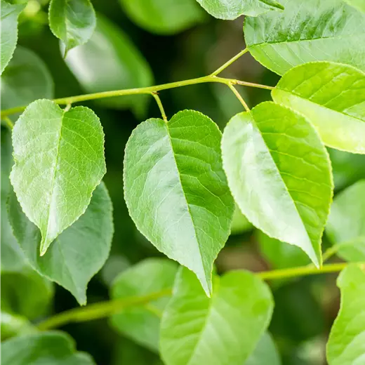 Prunus mahaleb