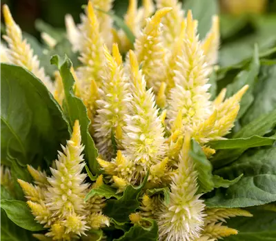 Celosia in Sorten