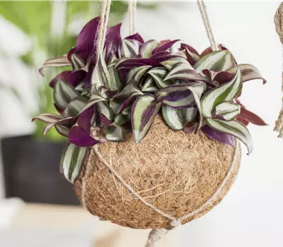 Tradescantia zebrina