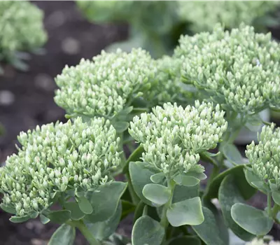 Sedum telephium