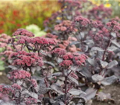 Sedum i.S.