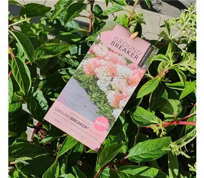 Hydrangea paniculata 'Groundbraker Blush'