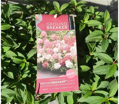 Hydrangea paniculata 'Groundbraker Ruby'
