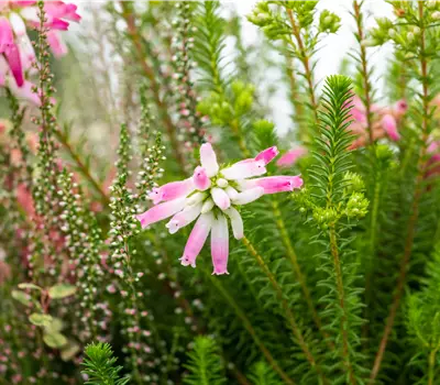 Erica verticillata