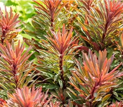 Euphorbia amygdaloides 'Miners Merlot'