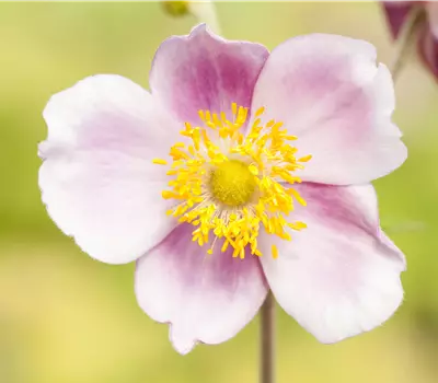 Anemone hupehensis i.S.