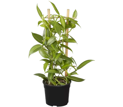Vanilla planifolia