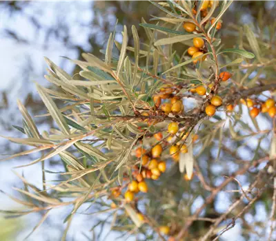 Hippophae rhamnoides 'Hergo'