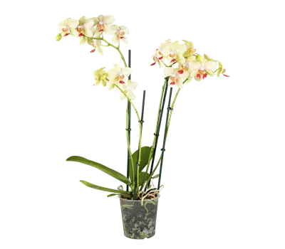 Phalaenopsis - Schmetterlingsorchidee