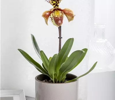 Paphiopedilum - Frauenschuh