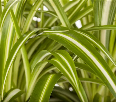 Chlorophytum comosum i.S.