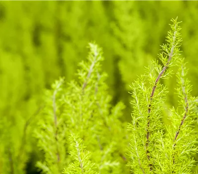 Erica arborea i.S.