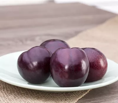 Prunus domestica i.S. CAC