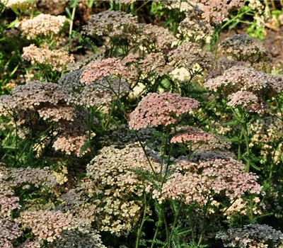 Achillea millefolium 'Lachsschönheit'