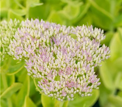 Sedum spectabile 'Brillant'