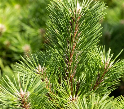 Pinus thunbergii 'Sayonara'