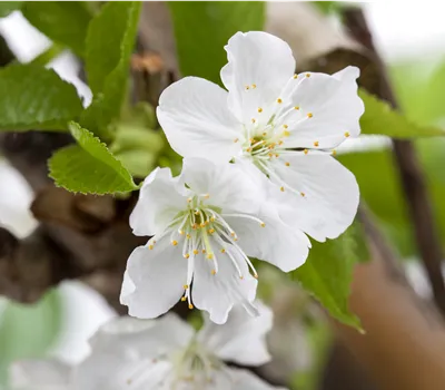 Prunus av. Säule 'Sylvia' CAC