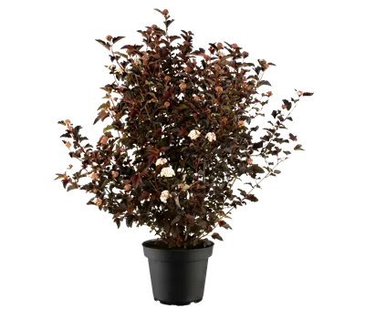 Physocarpus opulif. "Andre" bis 2 m