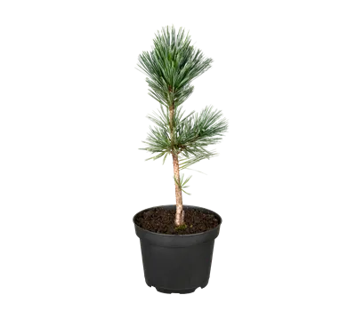 Pinus flexilis 'Vanderwolf's Pyramid'