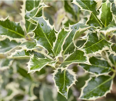 Ilex aquif.'Argentea Marginata'